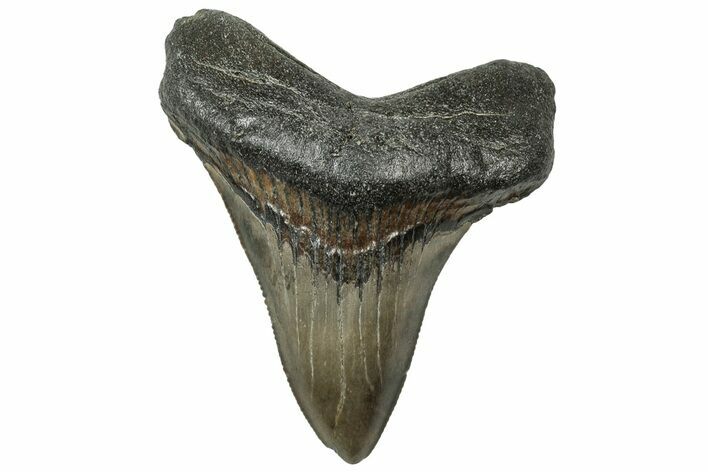 Serrated, Fossil Megalodon Tooth - South Carolina #313865
